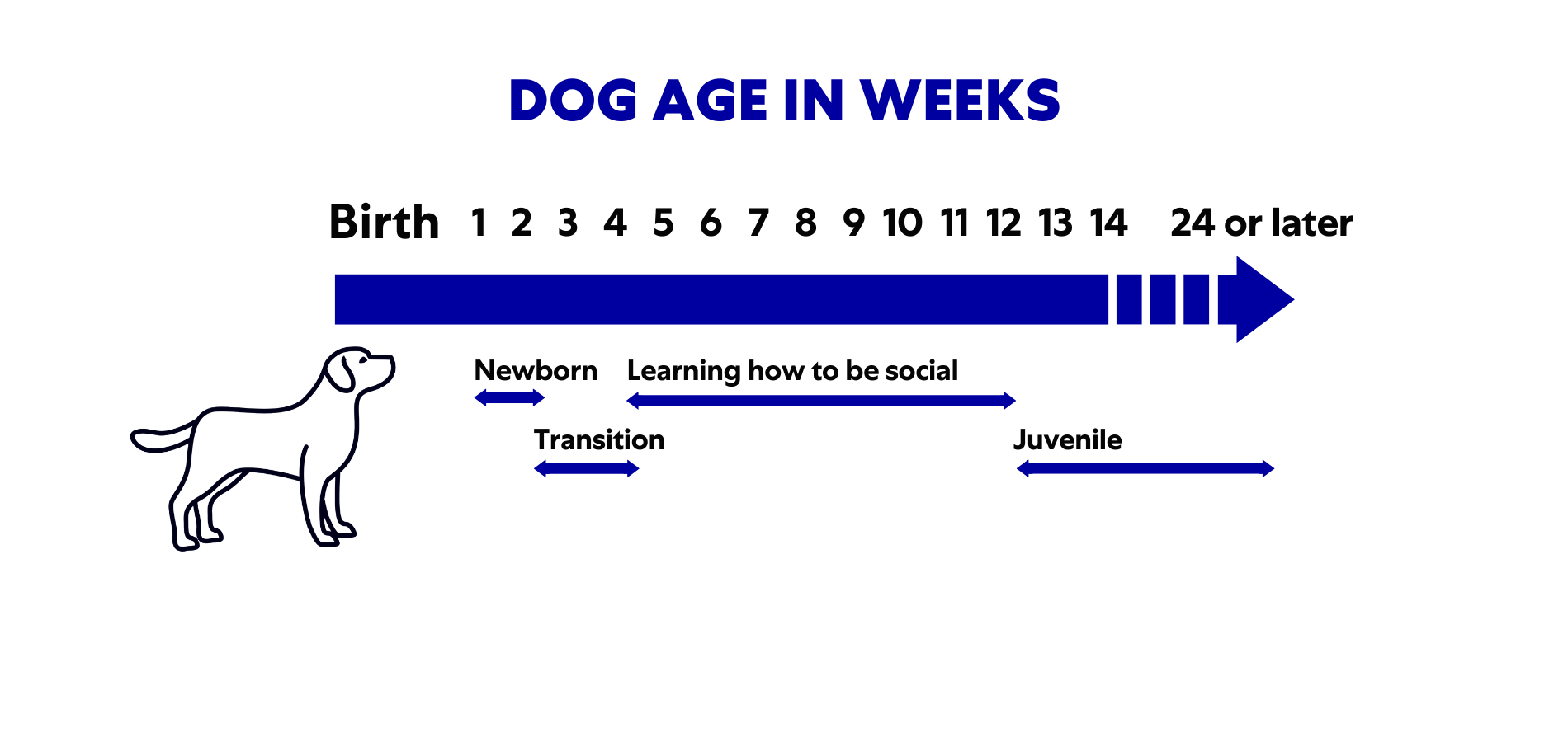 Dog age in weeks